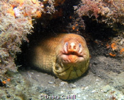 Green Moray Eel Clifton Gardens New South Wales by Debra Cahill 